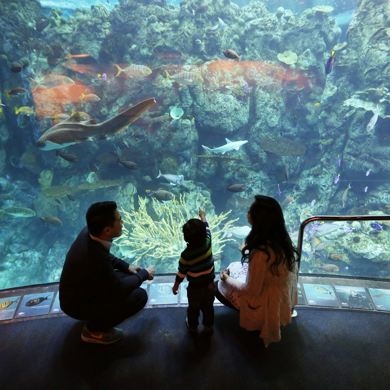 Aquarium of the Pacific: Membership Voucher - Photo 1 of 10